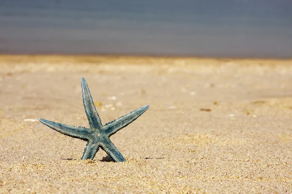 Fondo de verano con estrellas de mar —  Fotos de Stock