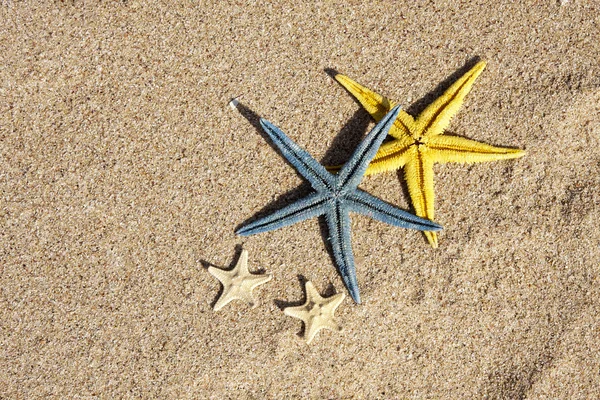 Летний фон с морской звездой — стоковое фото