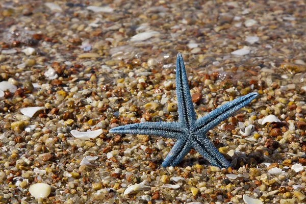 Zomer achtergrond met starfish — Stockfoto