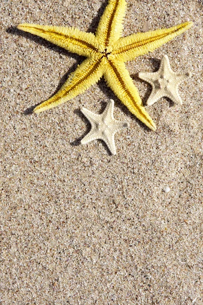 Sfondo estivo con stelle marine — Foto Stock