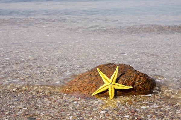 Fundo de verão com estrela do mar — Fotografia de Stock