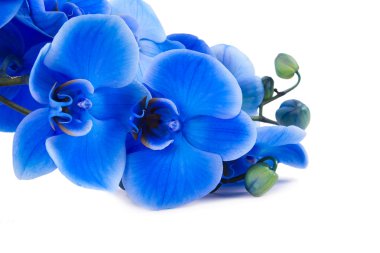 Beyaz arka plan üzerinde izole mavi orkide buketi