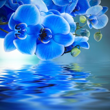 Blue orchid background with reflection in water