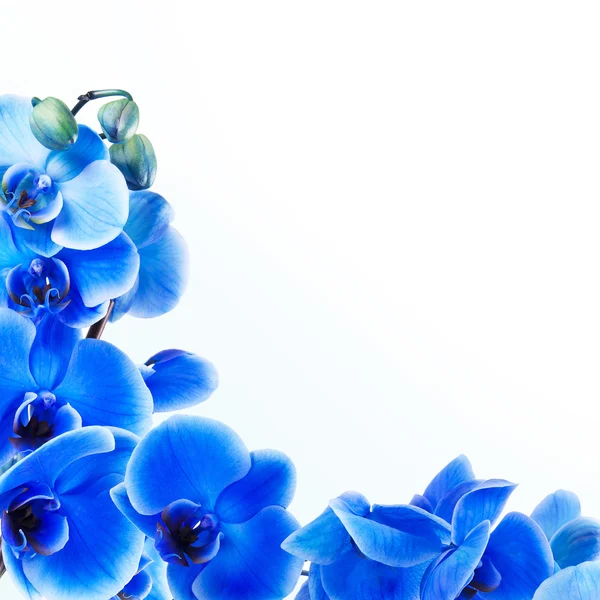 Strauß blauer Orchidee isoliert auf weißem Hintergrund — Stockfoto