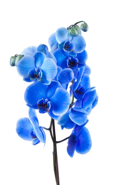 Bukett av blå orkidé isolerad på vit bakgrund — Stockfoto