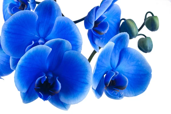 Beyaz arka plan üzerinde izole mavi orkide buketi — Stok fotoğraf