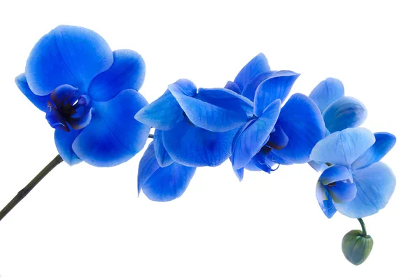 Ramo de orquídea azul aislado sobre fondo blanco —  Fotos de Stock