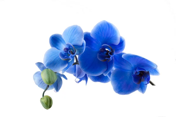 Bouquet di orchidea blu isolato su sfondo bianco — Foto Stock