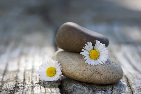 Piedras en equilibrio con la flor de margarita — Foto de Stock