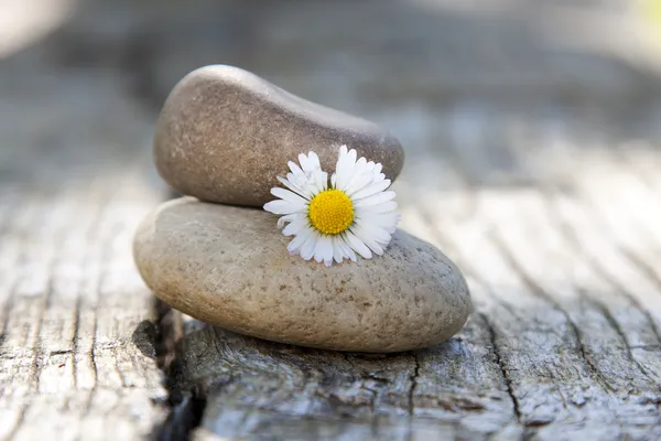 Piedras en equilibrio con la flor de margarita — Foto de Stock