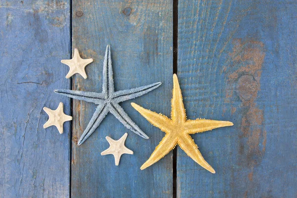 Морская звезда на голубом дереве — стоковое фото