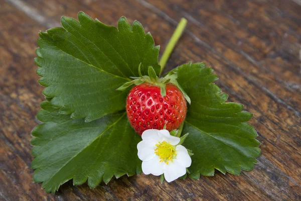 Fraise, fleur et feuille de fraise — Photo