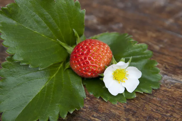 Fraise, fleur et feuille de fraise — Photo