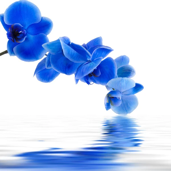 Fundo azul da orquídea com reflexão na água — Fotografia de Stock