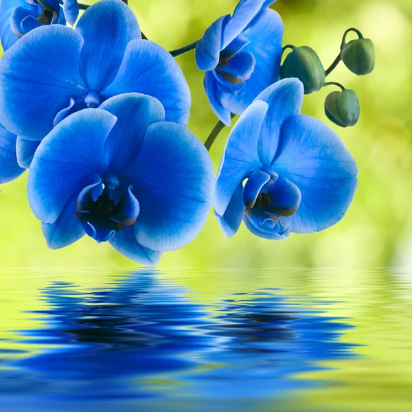 Fundo azul da orquídea com reflexão na água — Fotografia de Stock