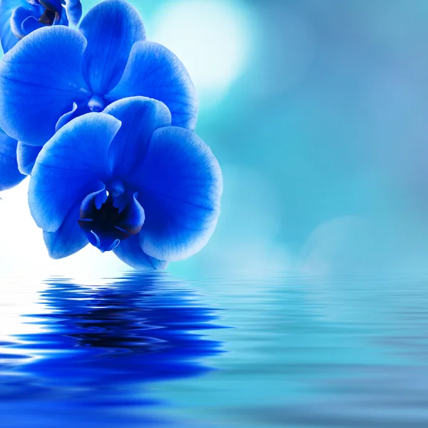 Blue orchid background with reflection in water Stock Photo