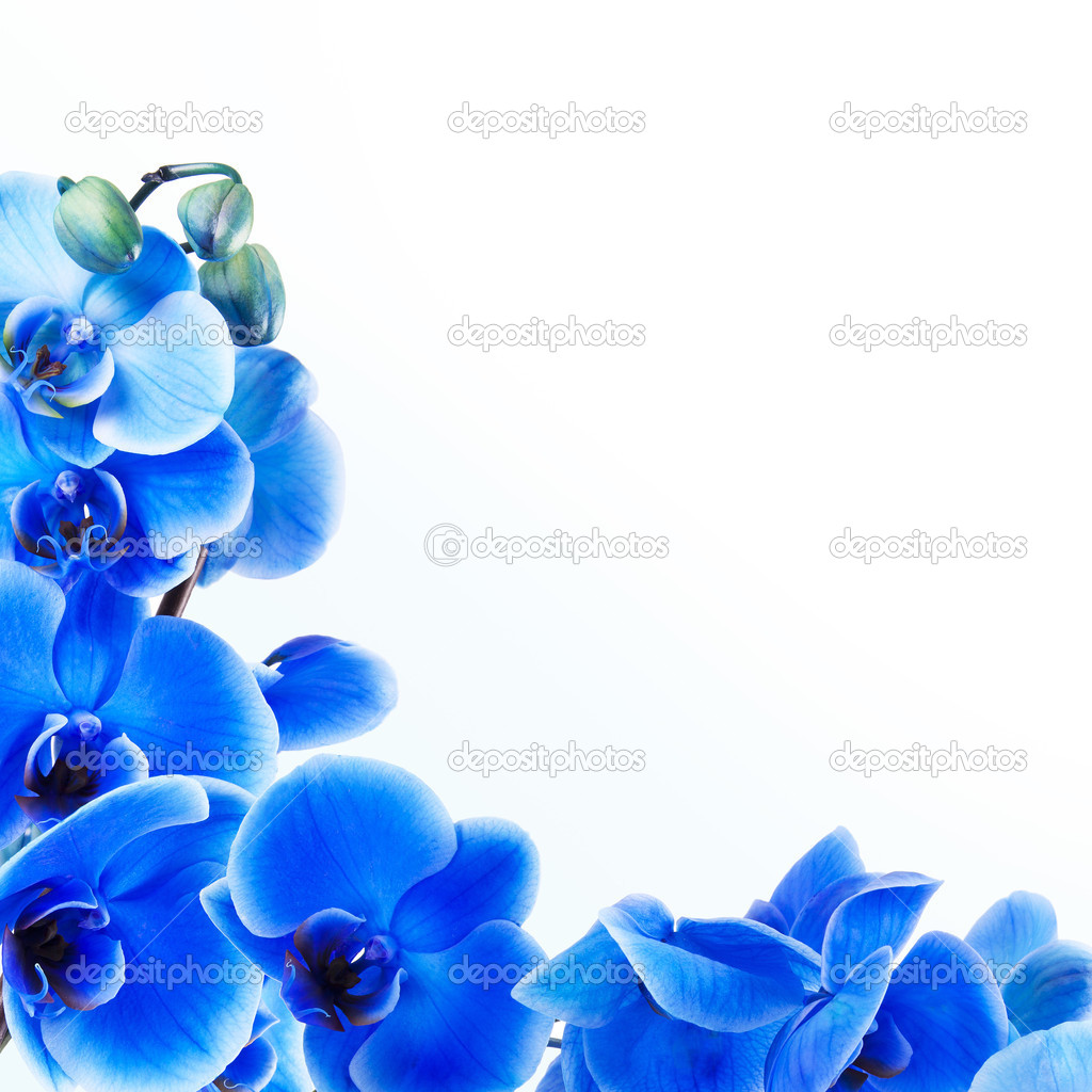 Bouquet of blue orchid isolated on white background — Stock Photo