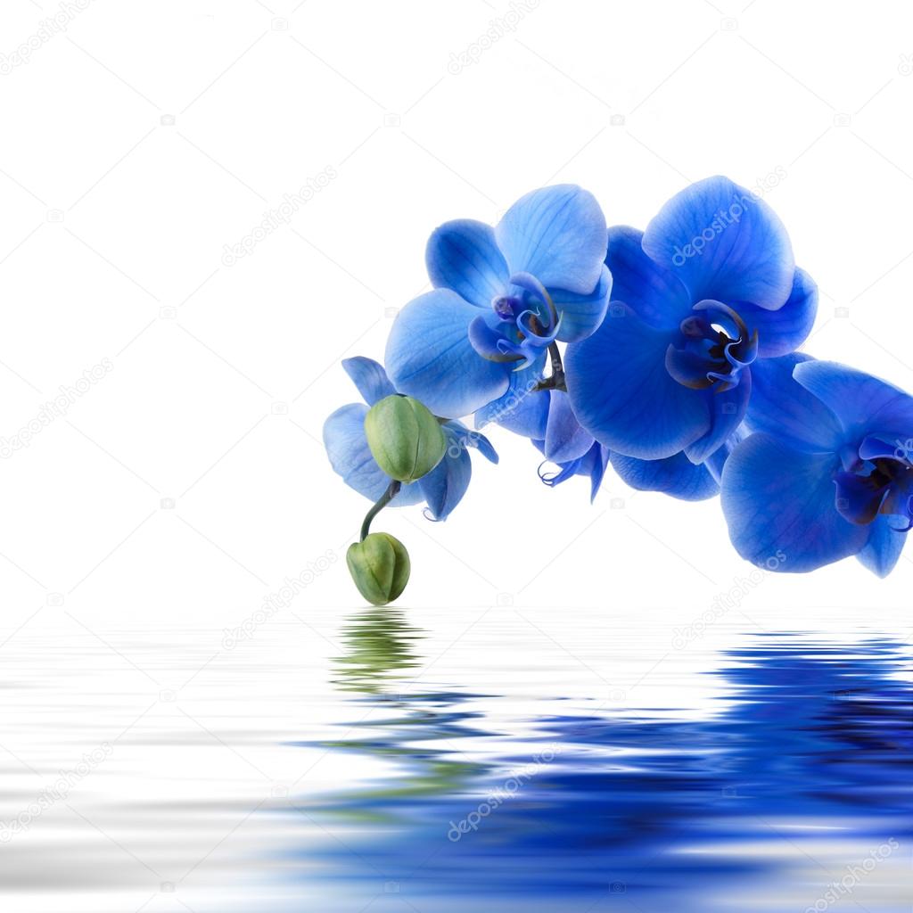 Blue orchid background with reflection in water