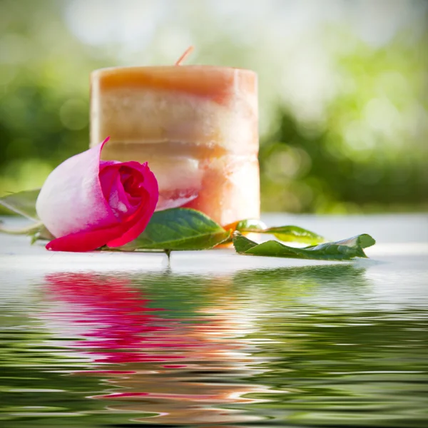 Rose flower with reflection — Stock Photo, Image