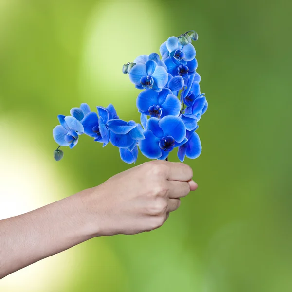 花を手に — ストック写真