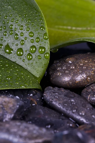 Detail spa decoration — Stock Photo, Image