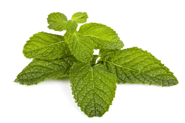 Mint — Stock Photo, Image