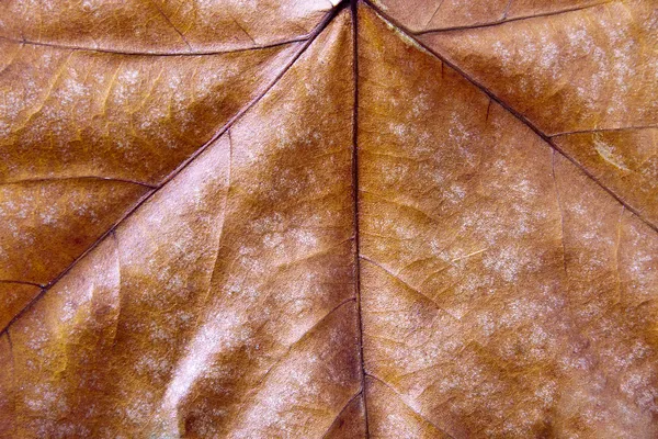 Herfst — Stockfoto