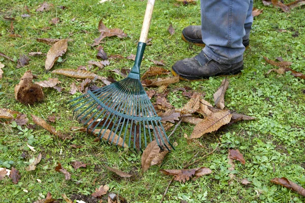 Jardineiro que coleta outono de folha de outono seco com ancinho — Fotografia de Stock