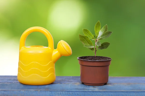 Arrosage jardin avec petit arbre dans un conteneur — Photo