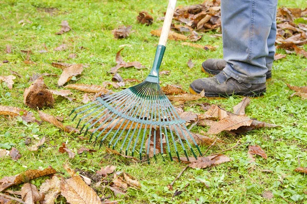 Jardineiro que coleta outono de folha de outono seco com ancinho — Fotografia de Stock