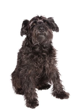 Schnauzer köpek