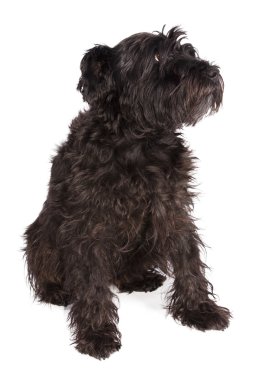 Schnauzer köpek