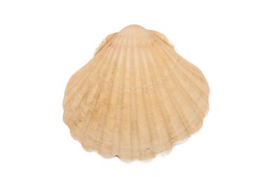 deniz kabuklarını izole