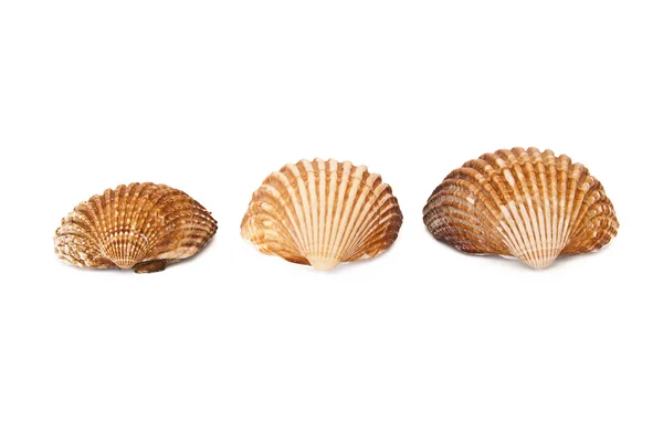 Seashells isolated — Stock Photo, Image