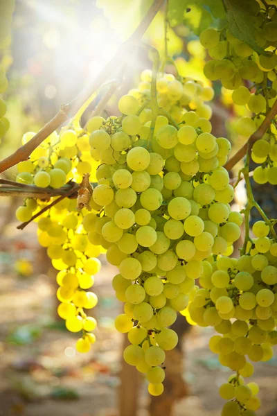 Vineyards — Stock Photo, Image