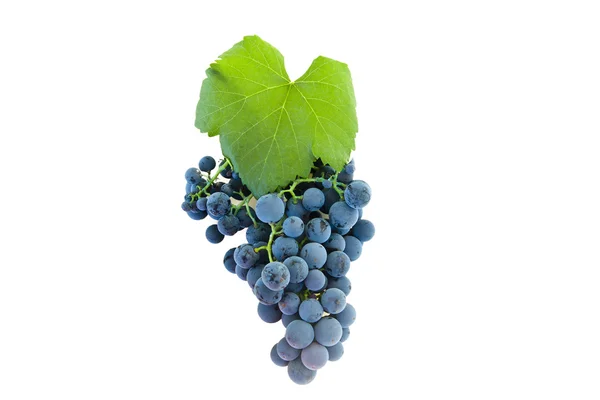 Uvas isoladas — Fotografia de Stock