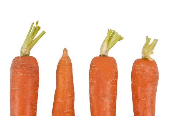 Zanahorias — Foto de Stock