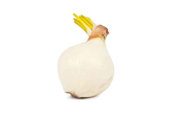 Onions — Stock Photo, Image