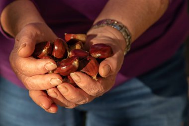 Doğal sonbahar kestaneleri olan eller