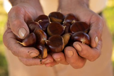 Doğal sonbahar kestaneleri olan eller