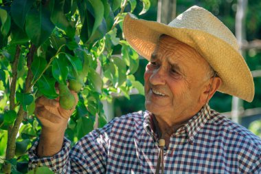 Tarlada ya da meyve bahçesinde meyve ağaçları olan çiftçi