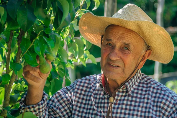 Agricultor Com Árvores Fruto Campo Pomar — Fotografia de Stock