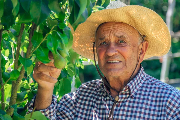 Agricultor Com Árvores Fruto Campo Pomar — Fotografia de Stock