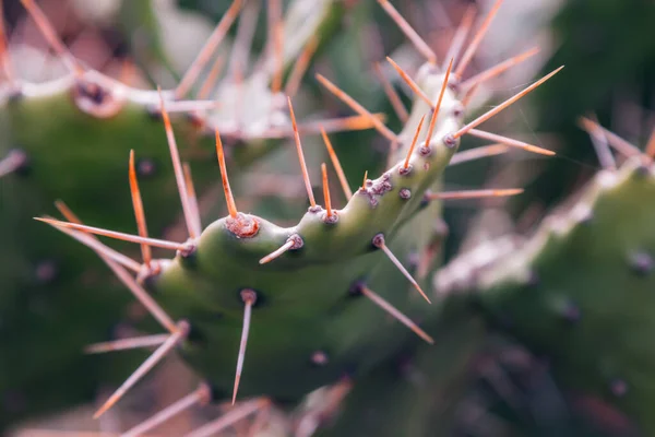Cactus Plante Feuilles Détail Fond — Photo