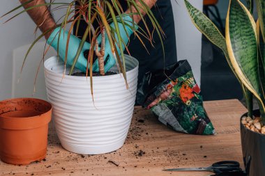 Bahçıvan elleri saksıdaki bitkiyi naklediyor.