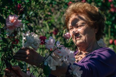 Bahçedeki yaşlı kadın çiçekleri düzenliyor ya da kesiyor.