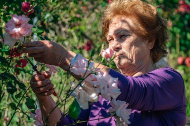 Bahçedeki yaşlı kadın çiçekleri düzenliyor ya da kesiyor.