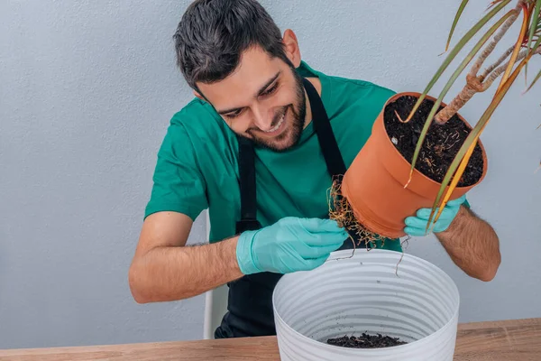 Muž Transplantace Květináče Zahradničení — Stock fotografie