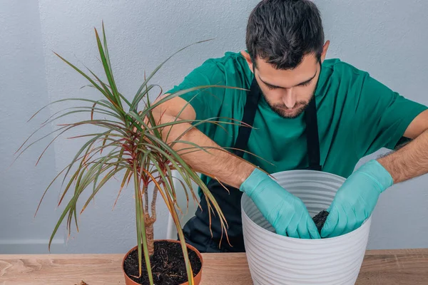 Férfi Átültetés Cserepes Növény Kertészkedés — Stock Fotó