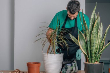 Bahçıvan saksı bitkileri naklediyor.